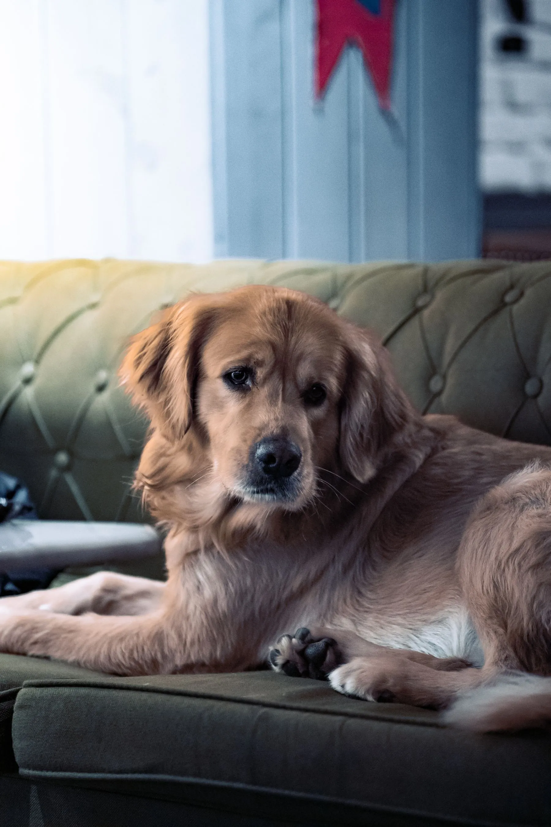 A calm golden retriever resting on a velvet sofa in a home interior