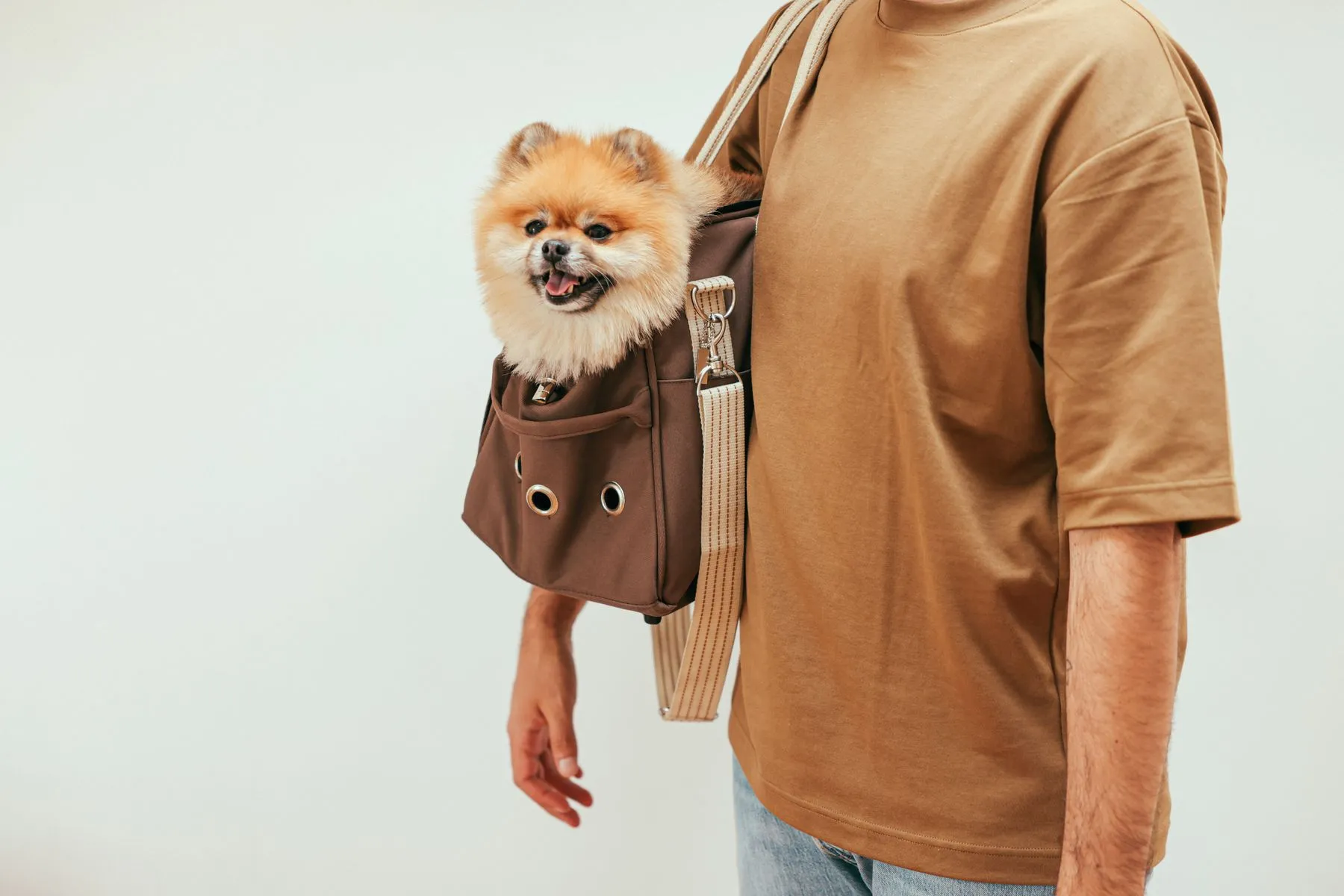 A small dog resting calmly in a stylish travel carrier
